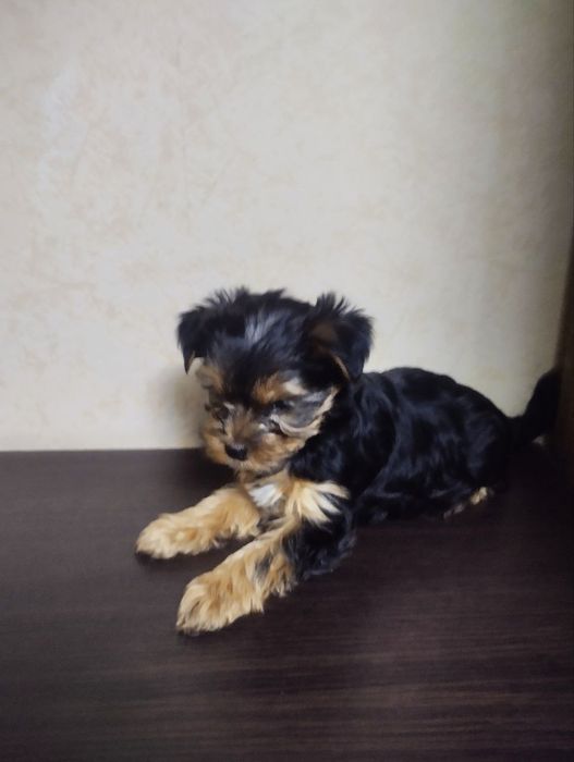 Йоркo дітки недорого