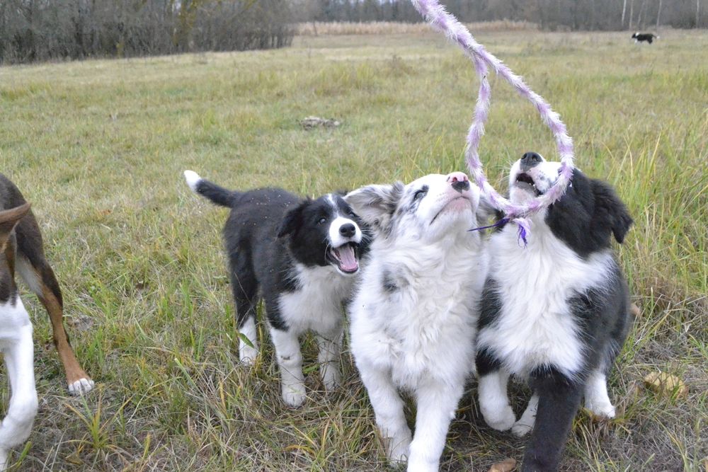 Цуценята Бордер Колли