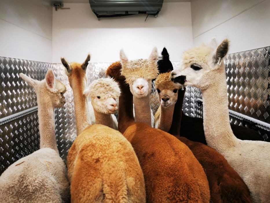 Transport koni i zwierząt egzotycznych – ZOO i hodowcy .