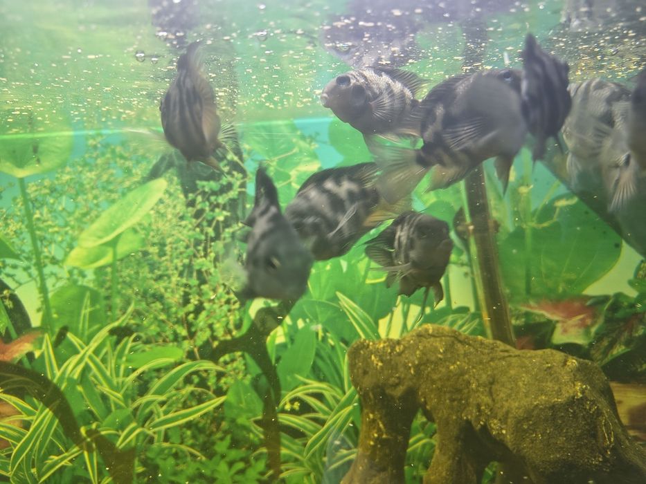 Rybki pielęgnica blue Tiger parrots