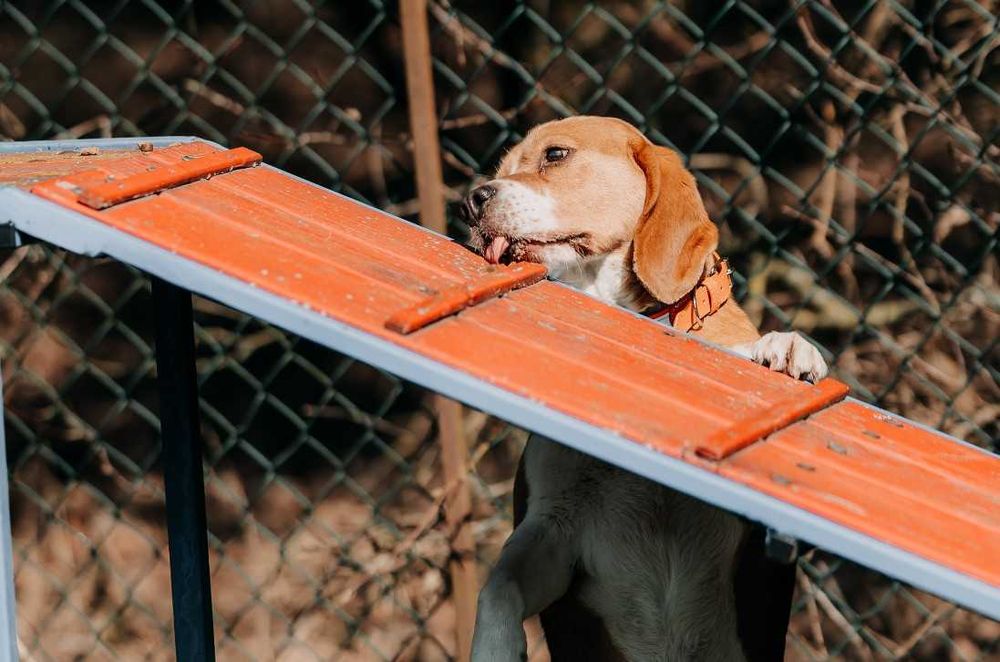 Kontaktowy, towarzyski Daktyl w typie Beagle poleca się do adopcji!!!