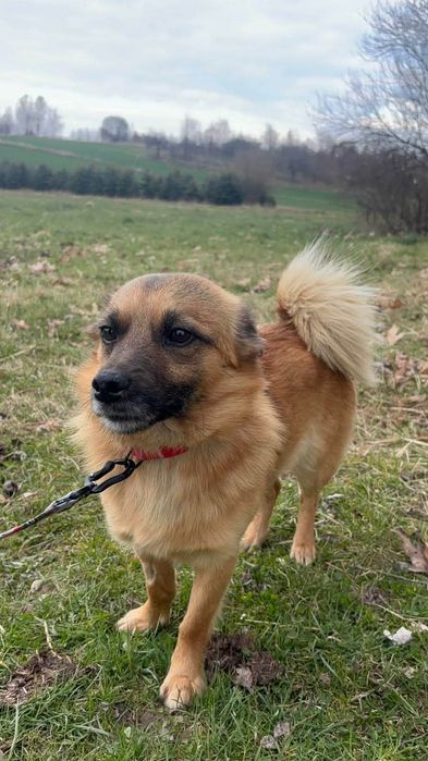 Mini psiaczek do adopcji