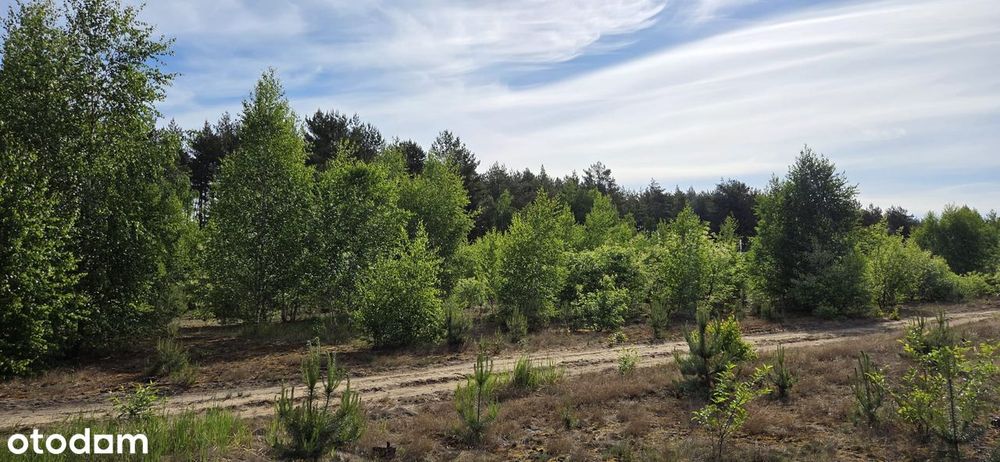 Działka budowlana 2250 m² blisko lasu