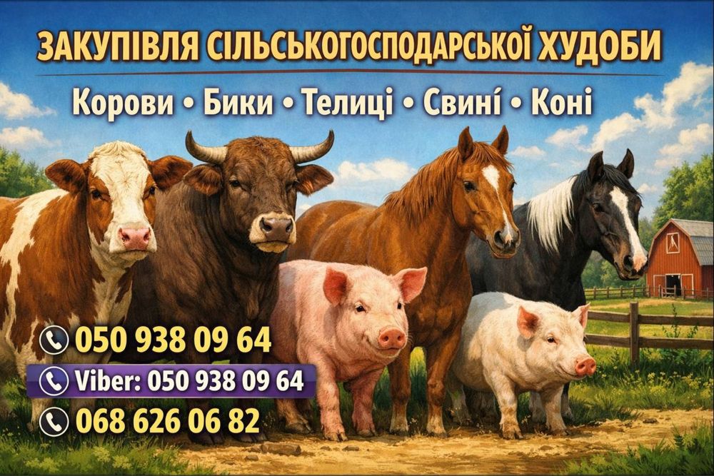 Корівок бичків теличок