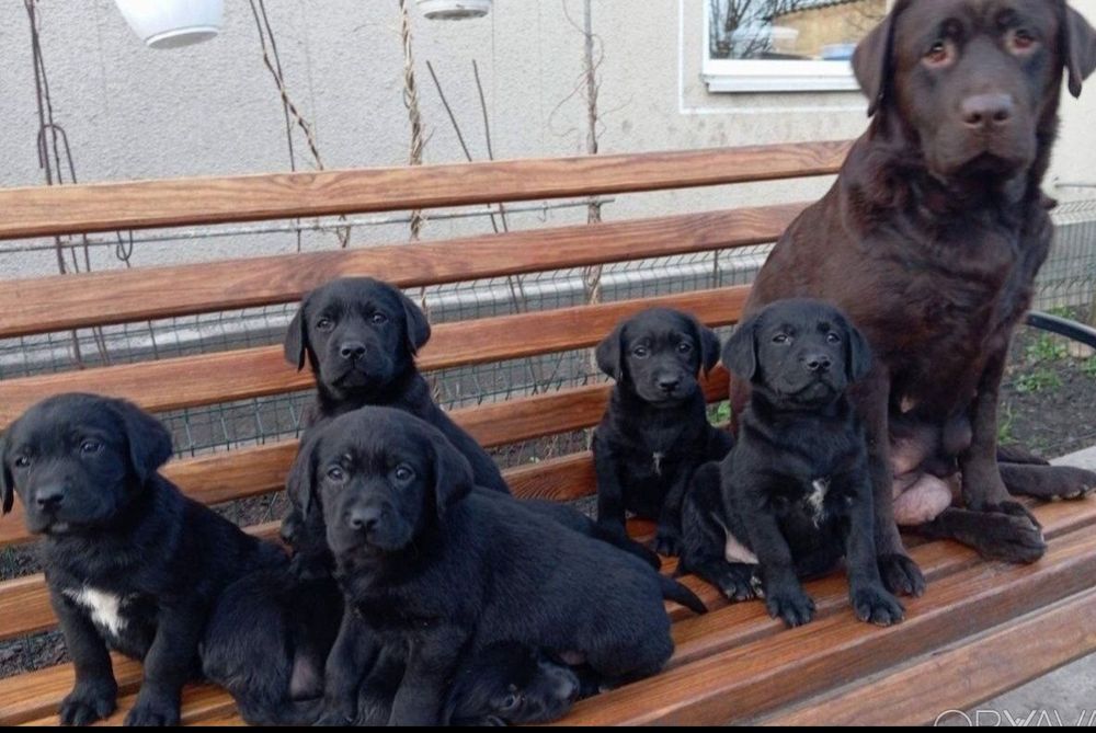 Черные Лабрадоры красавчики мальчики и девочки от шоколадных родителей