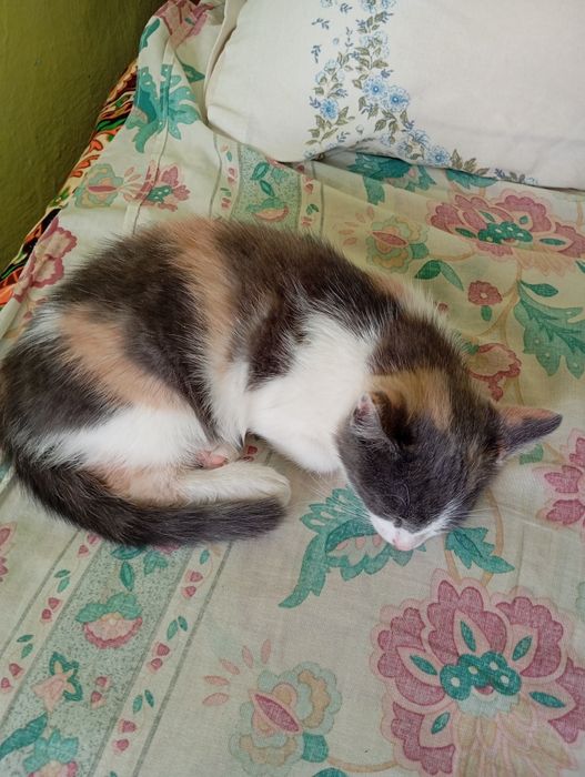 Кицька  Анжелка ( 4 місяці)