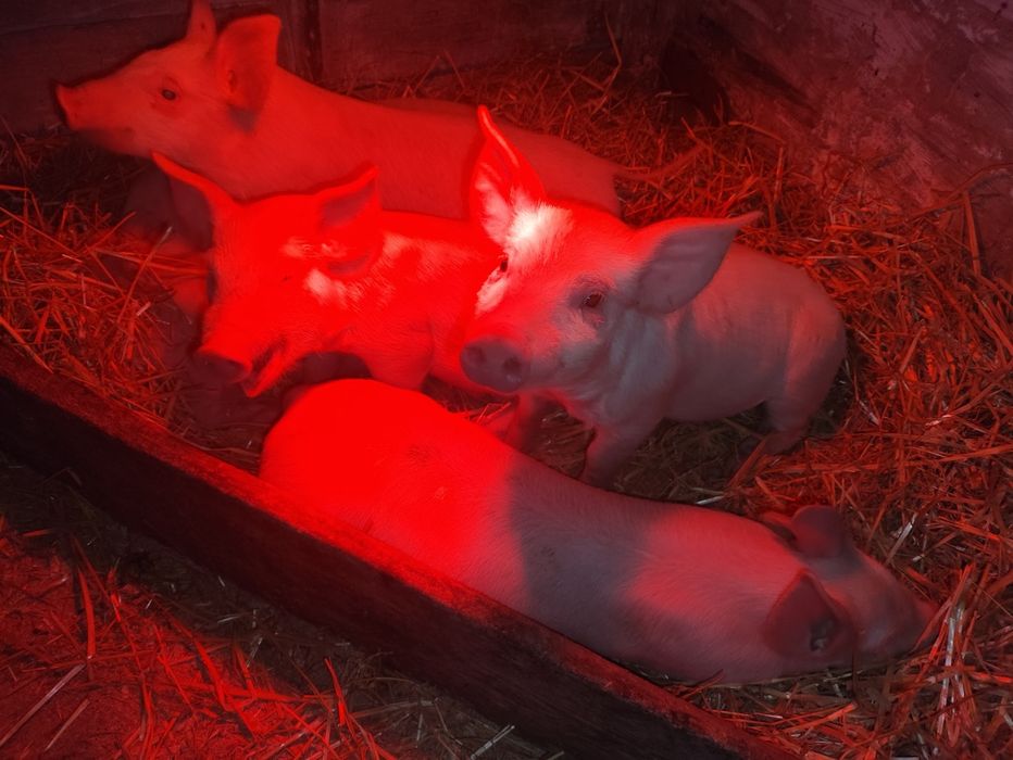 Місячні поросята