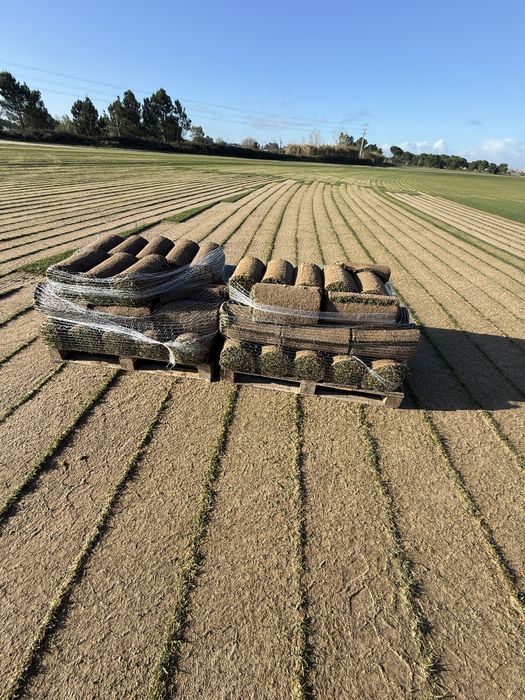 Relva Natural em tapete