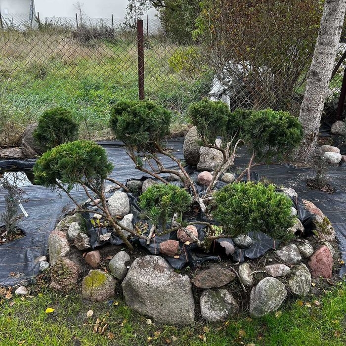 Drzewka Bonsai Niwaki / Sosny – egzemplarze od ogrodnika-pasjonata