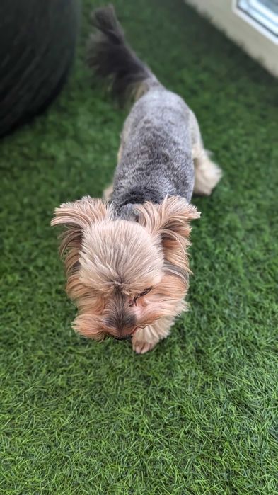 Йоркширский Тер'єр В'язка