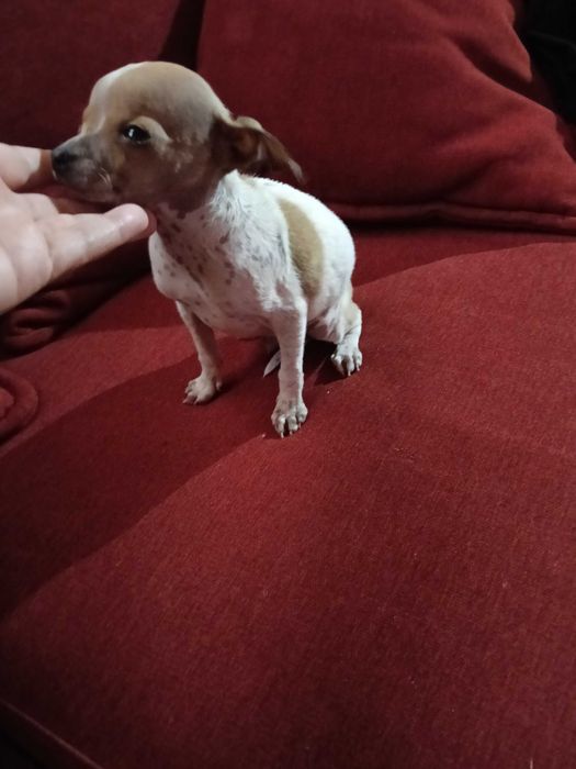 Chihuahua miniatura macho