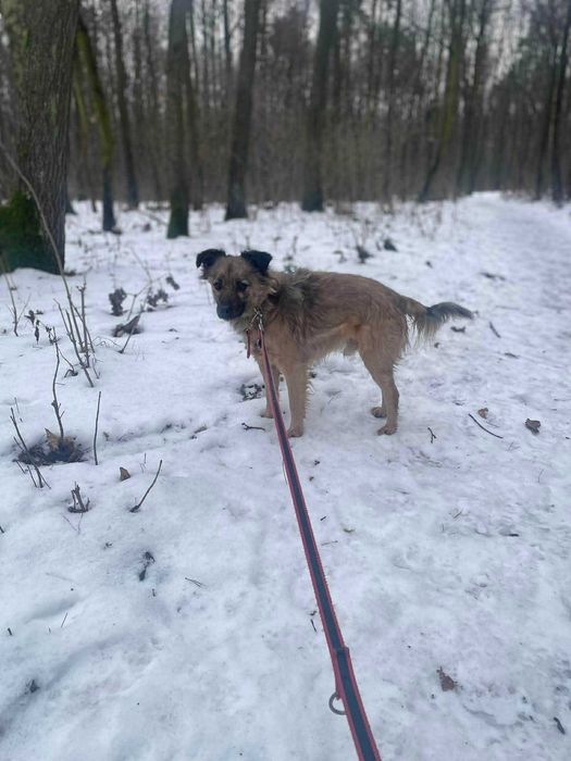 Nypel szuka domu schronisko Zgierz -aktualne