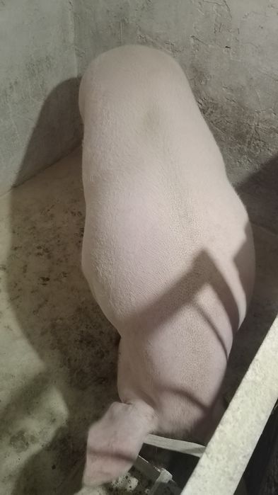 Продам домашню свинину ,також поросята