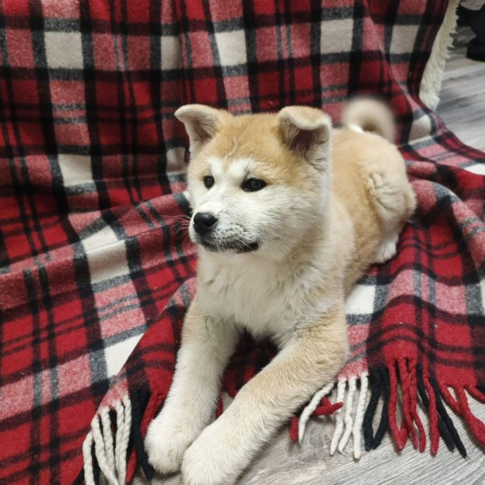 Песики Акіта-іну