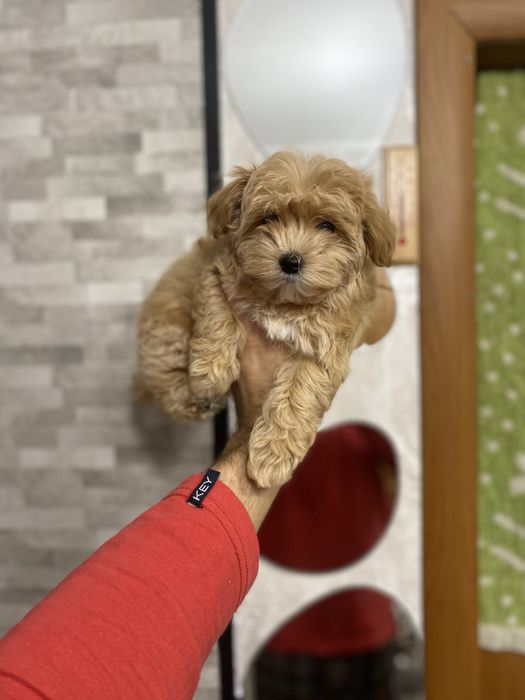 Гарненькі цуценята мальтіпу (мальтипу)