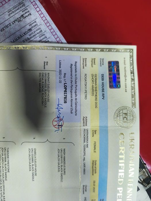 Pastor Alemão qualidade superior