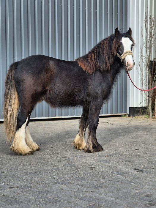 Ogier Tinker irish cob gypsy cob