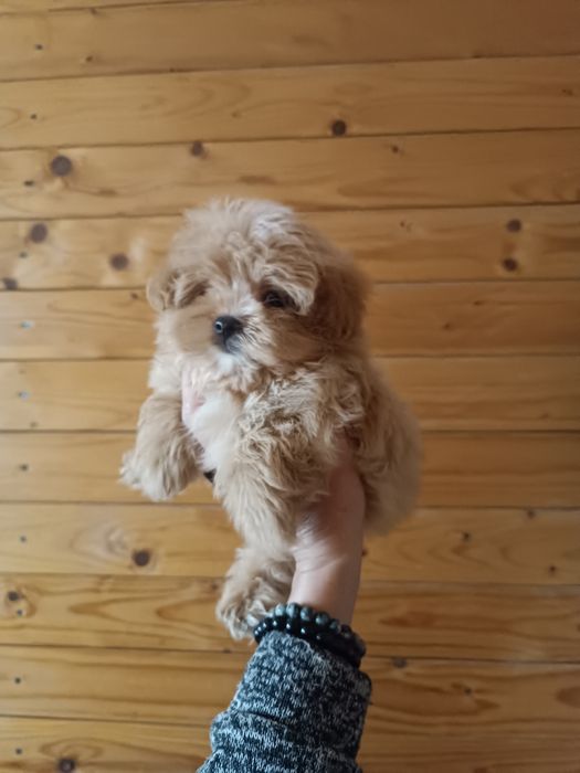 Шикарний мікро мальтіпу F1 хлопчик і дівчинка Львів.