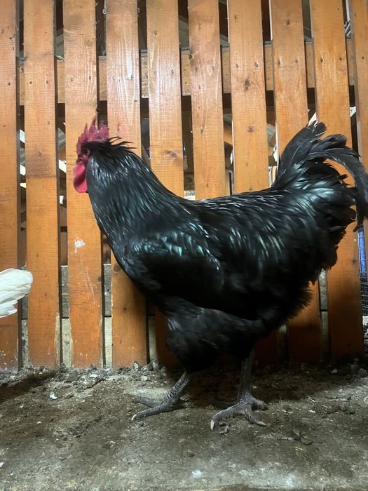 Продаю ікубаційні яйця курей мясояєчних порід