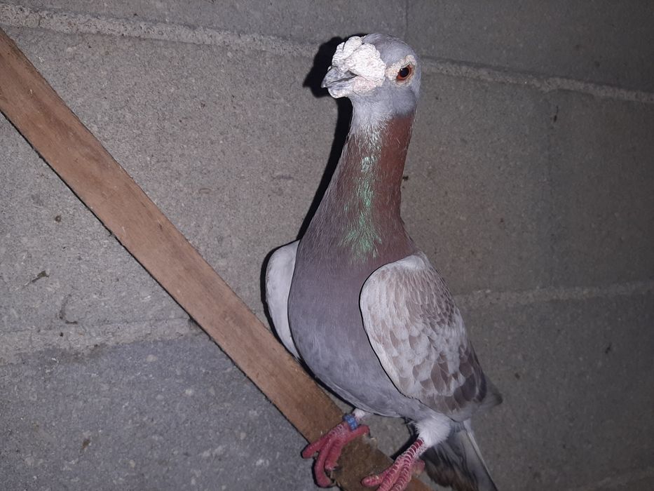 Pombos de linha antiga