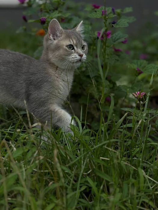 Кошенята британська золота та блакитна шиншила