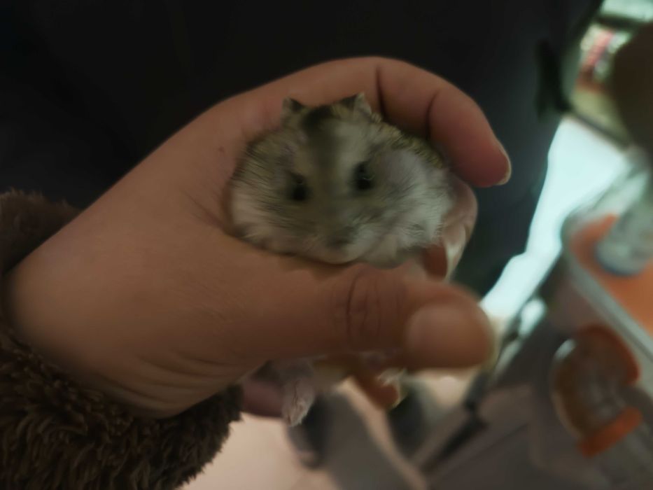 Hamster russo anão