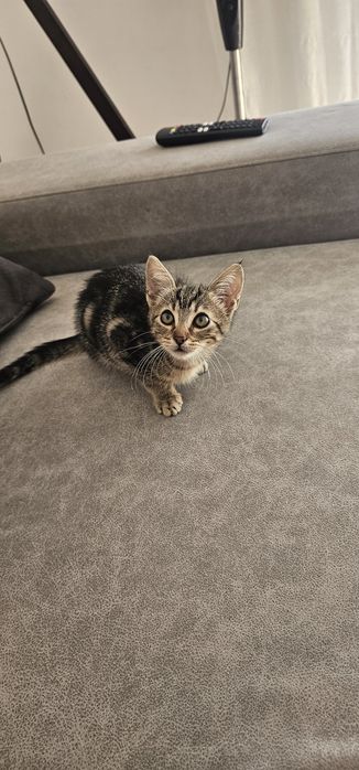 Gatinha para adoção