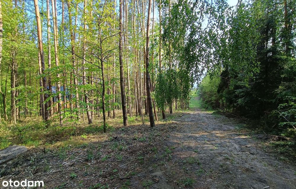 Działki budowlane wśród sosen | Grabnik k/Krasnobrodu | Roztocze