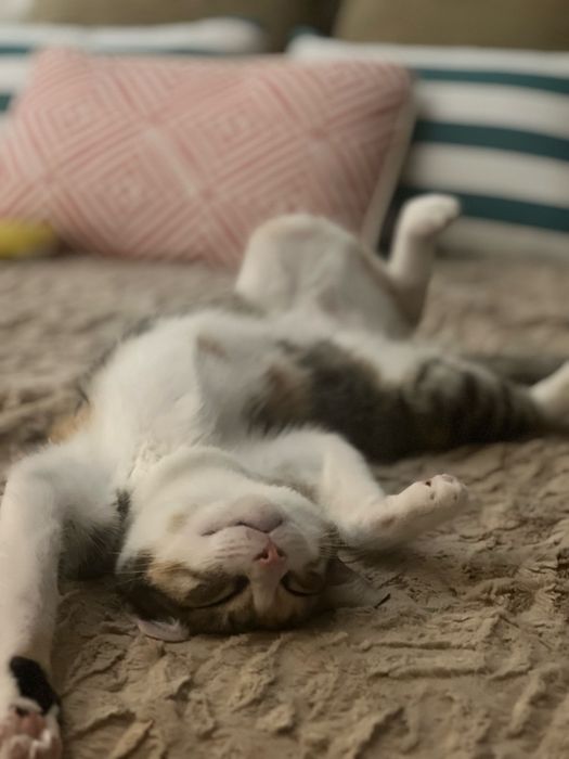 Gata para adoção
