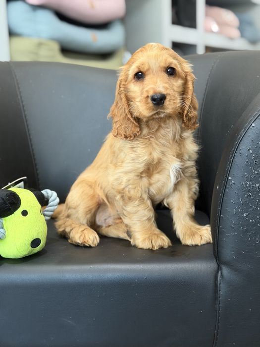 Cocker  menino lindo