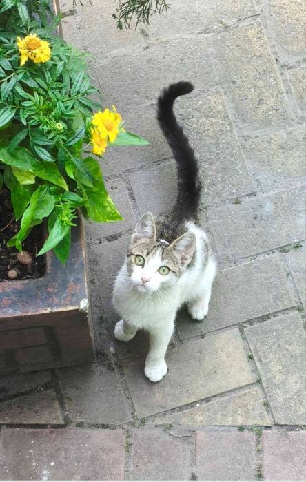 Отдам котенка в хорошие руки, 2 мес.