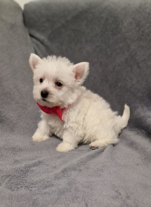 West Highland White Terrier Piesek