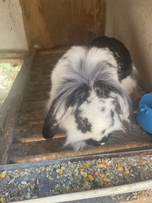 Продам кролицу декоративную