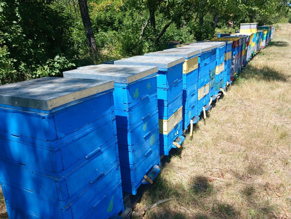 Продам пасіку 70 бджолосімей