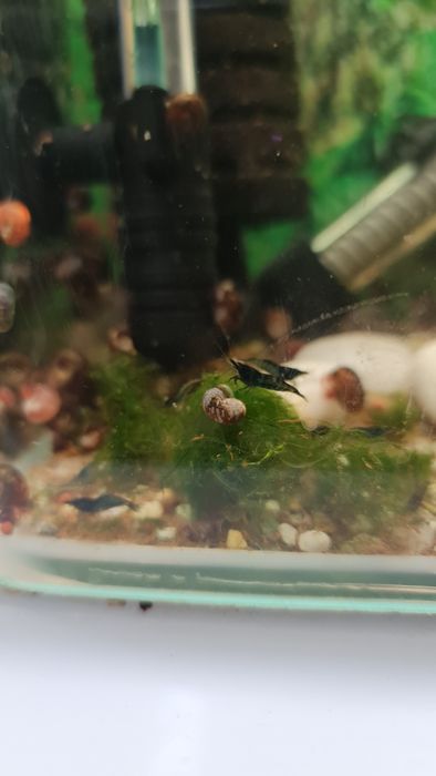 Caracóis de Água Doce