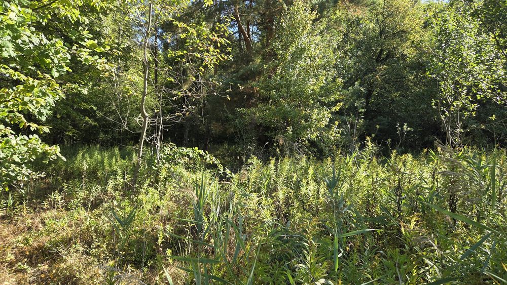Działka leśna- las z łąka 1,256 ha