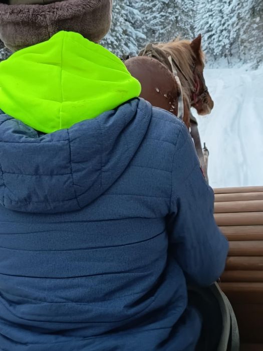 Ogier Sztum zimnokrwisty