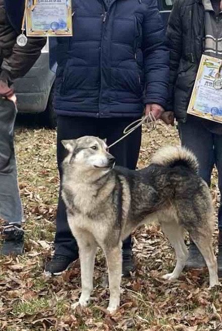 Продам цуциків   лайки