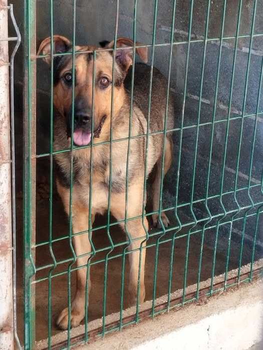 KIVANE (Macho, 4 Anos, xPastor Alemão) Para Adoção