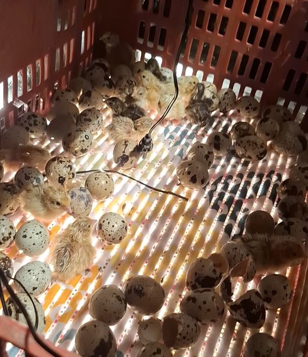 Incubadora Automatica