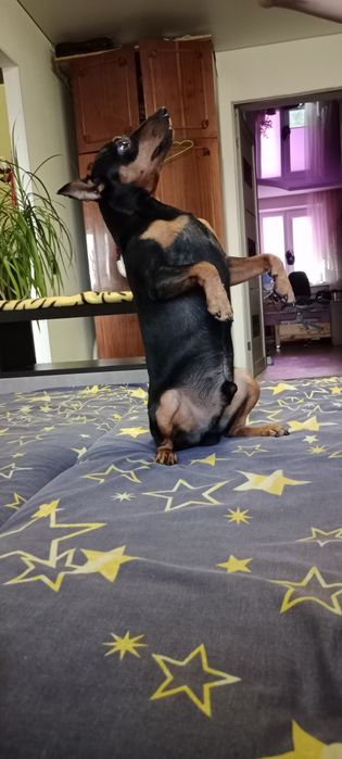 Вязка цвергпинчер