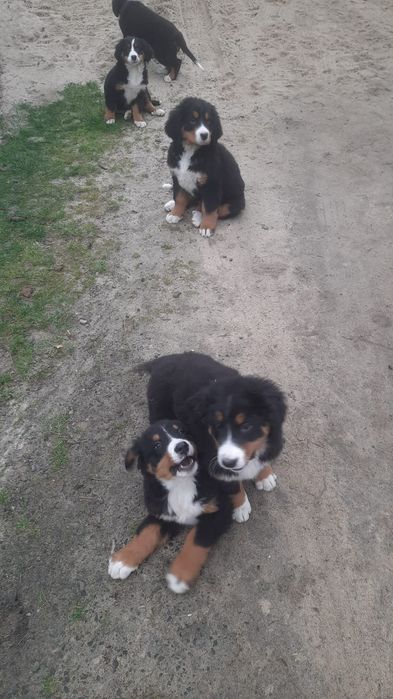 Berneński pies pasterski