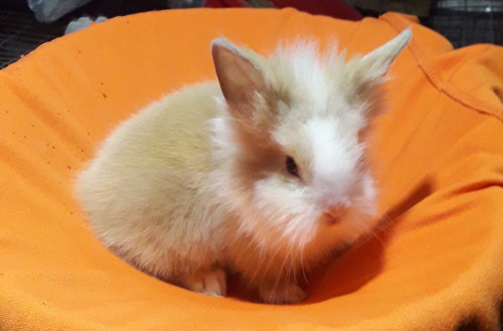 Декоративні кролики,  карликові кролики