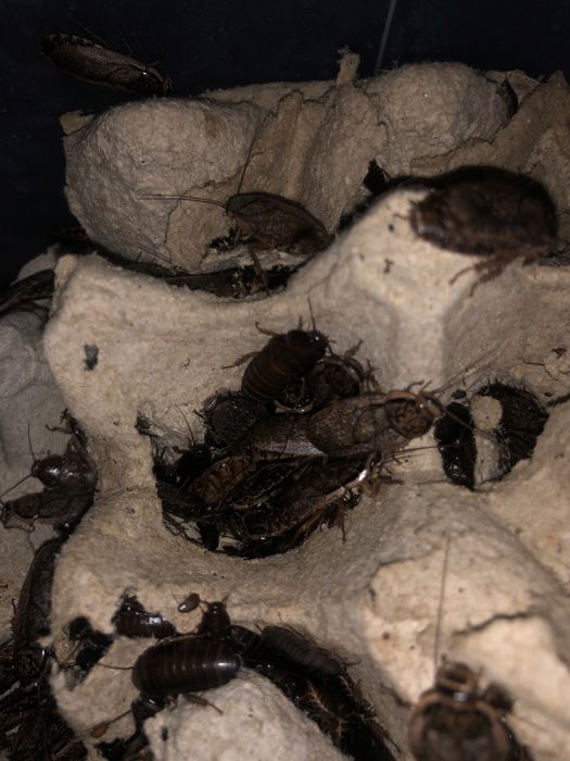 Мраморні таргани мікс