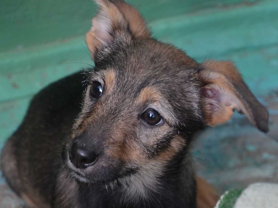 Цуценята в добрі руки