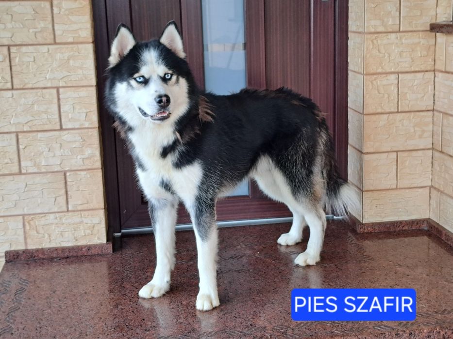 Husky Syberyjski