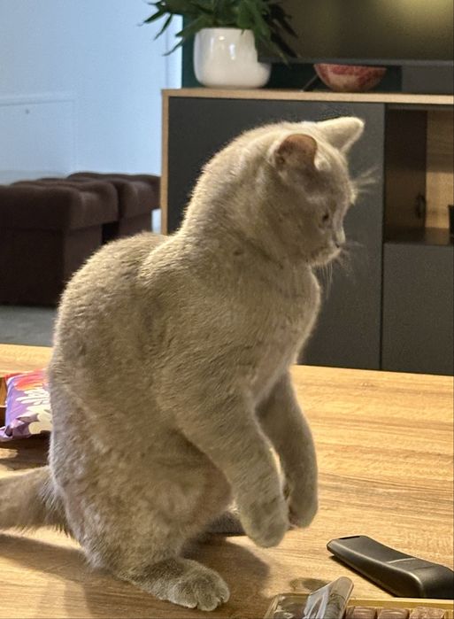 Kocurek brytyjski liliowy FPL/ FIFe