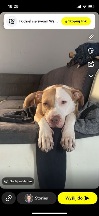 Amstaff (American Staffordshire Terrier) do adopcji.