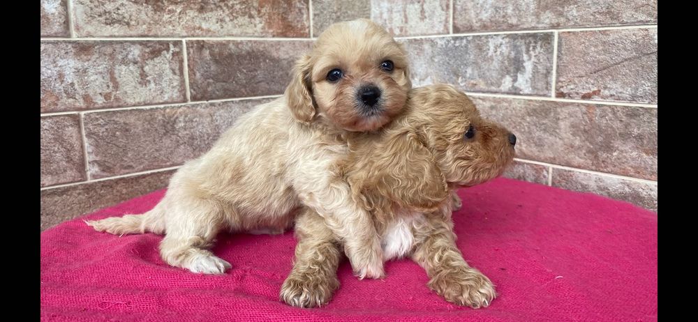 Maltipoo - piesek