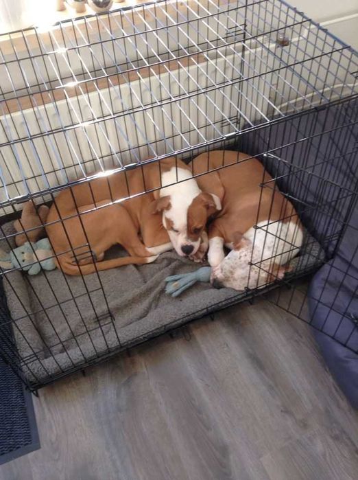 Будка клетка вольер дом место манеж клітка для собак кошек птиц‼️